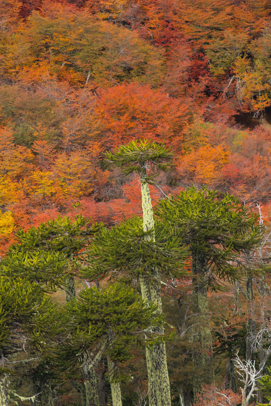 Araucarias de Conguillio