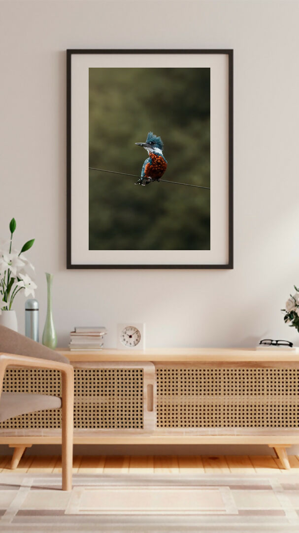 Kingfisher
