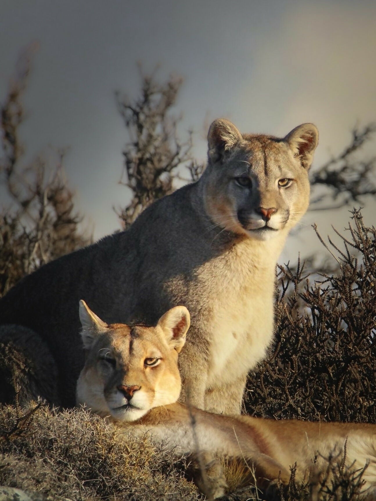 Cougar couple