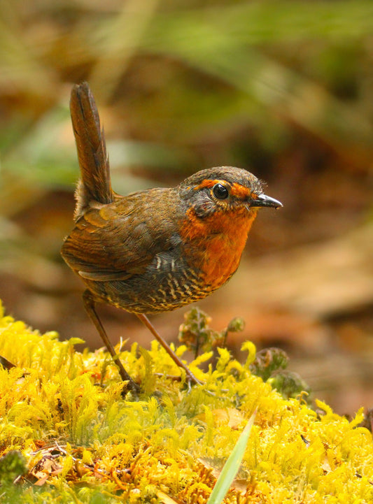 Chucao en Tepuhueico