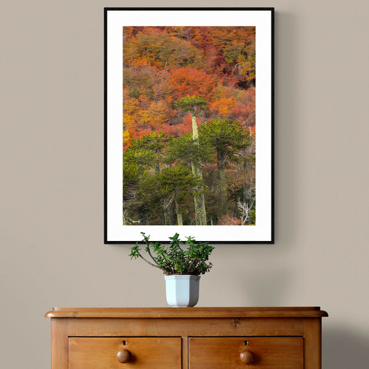 Araucarias de Conguillio