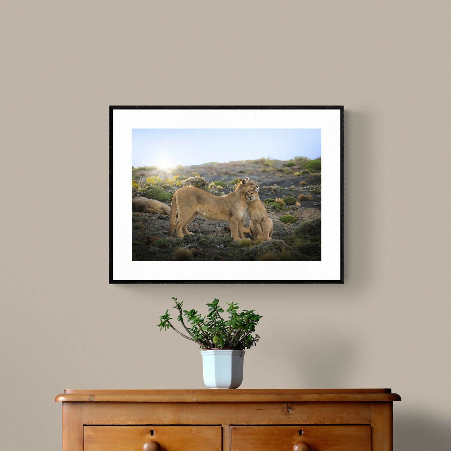 Refugio Austral - Pumas