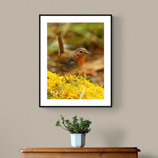 Chucao en Tepuhueico