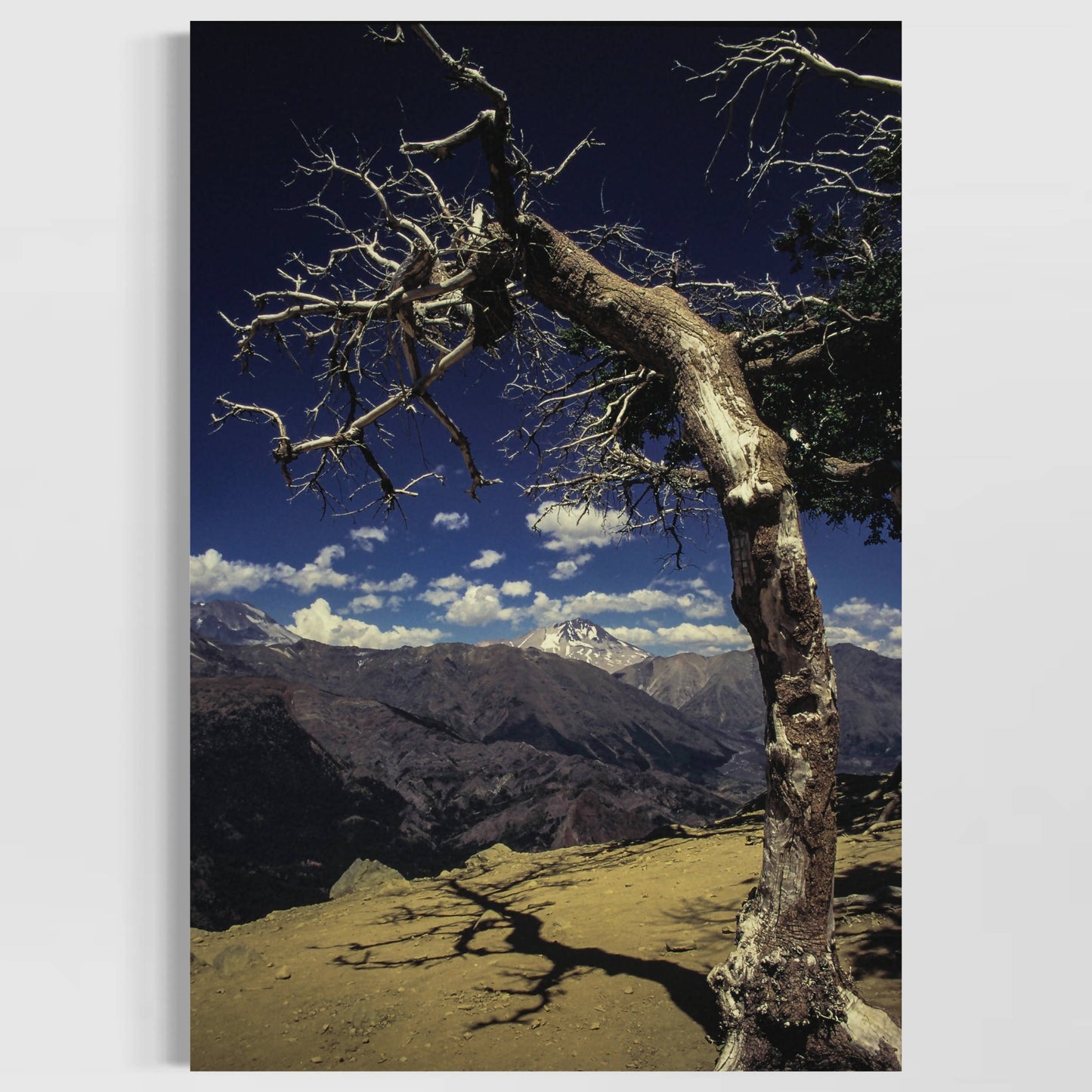 Arbol y descabezado