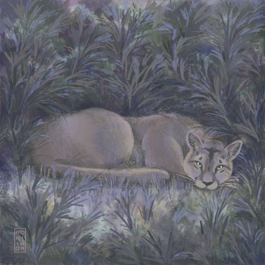 Puma in hiding