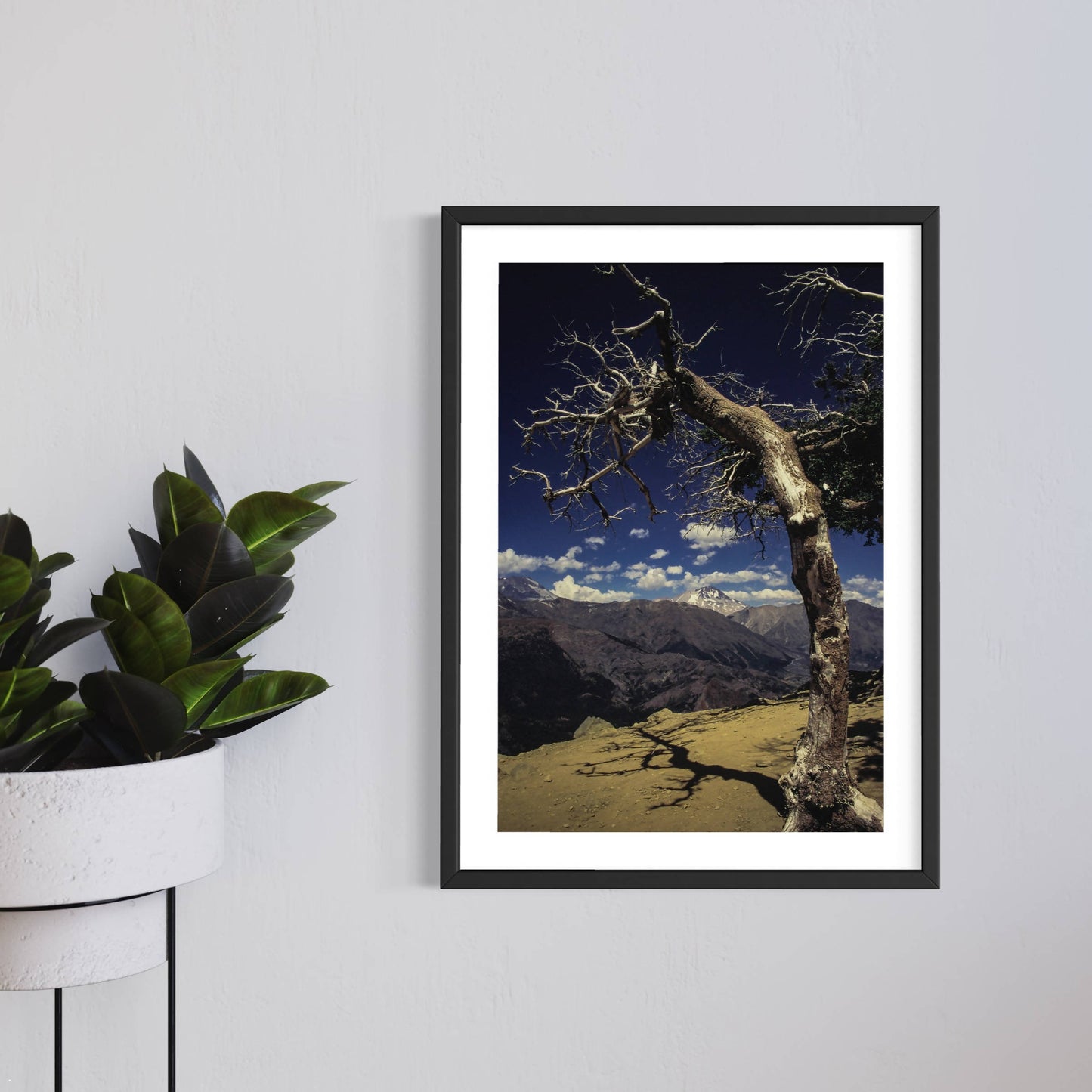 Arbol y descabezado