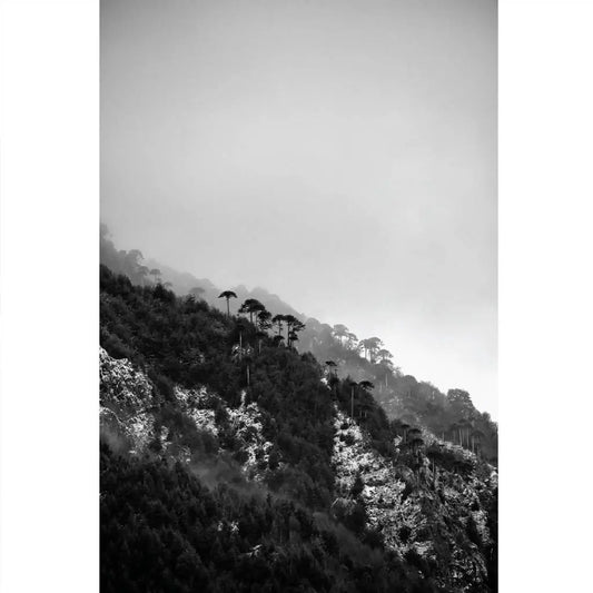 Araucarias Blanco Y Negro