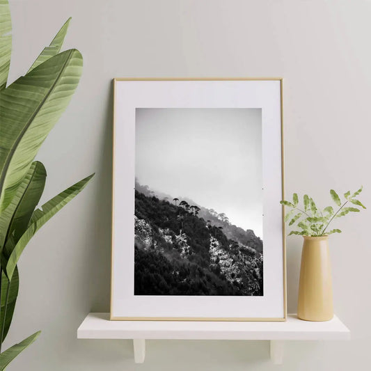 Araucarias Blanco Y Negro