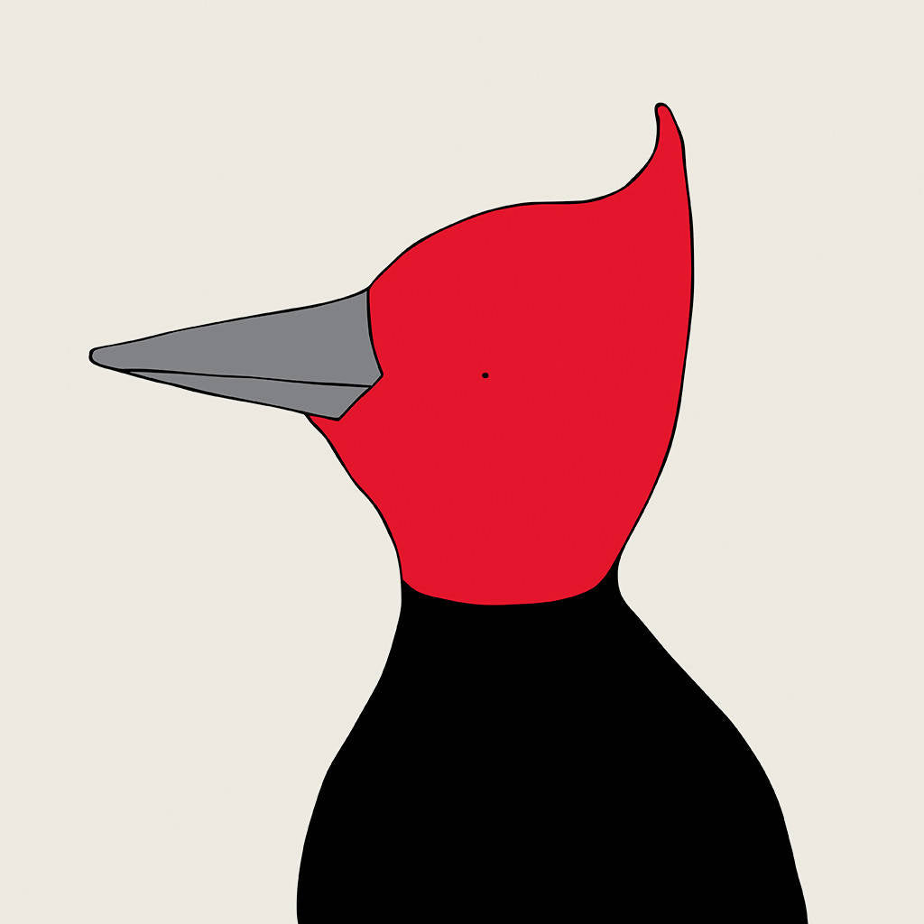 Black Woodpecker