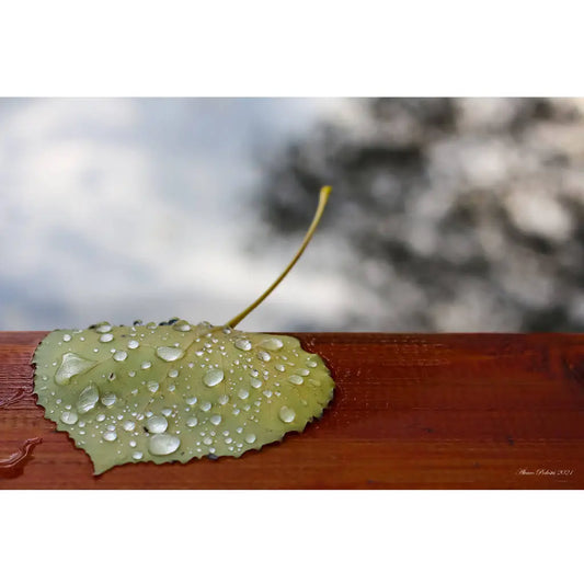 Sin derramar ni un sola...