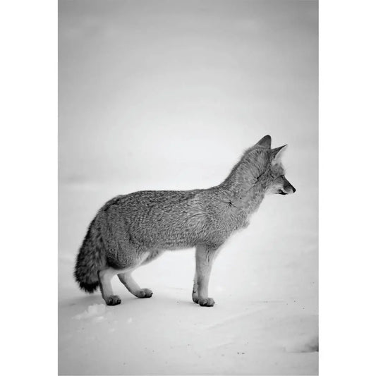 El zorrito de Corralco