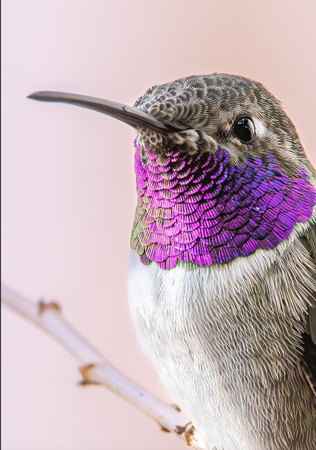 Northern Hummingbird 