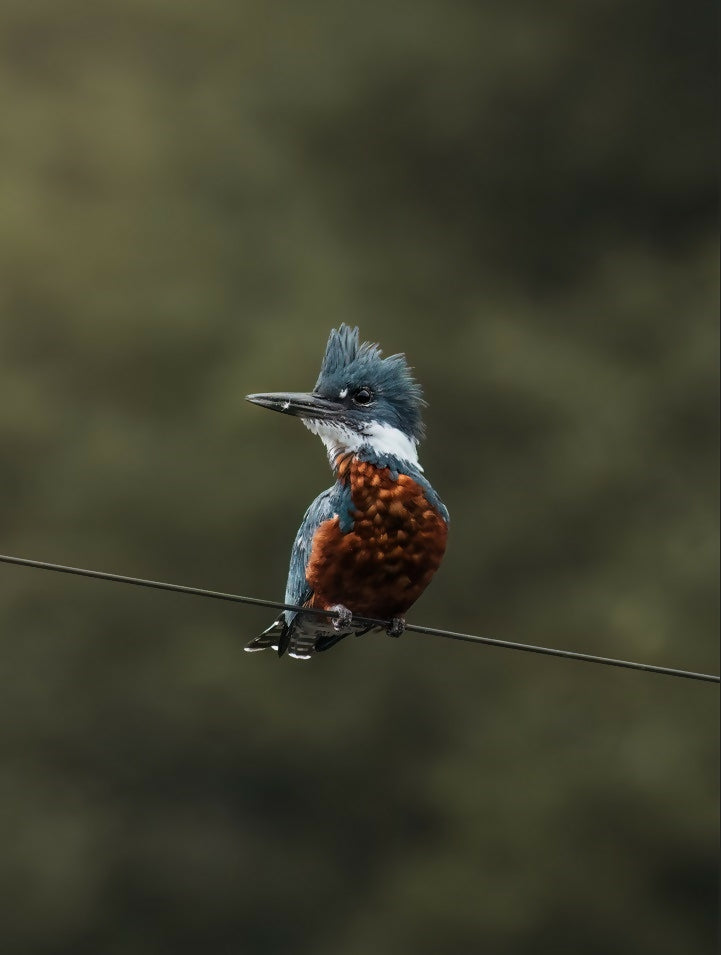 Kingfisher