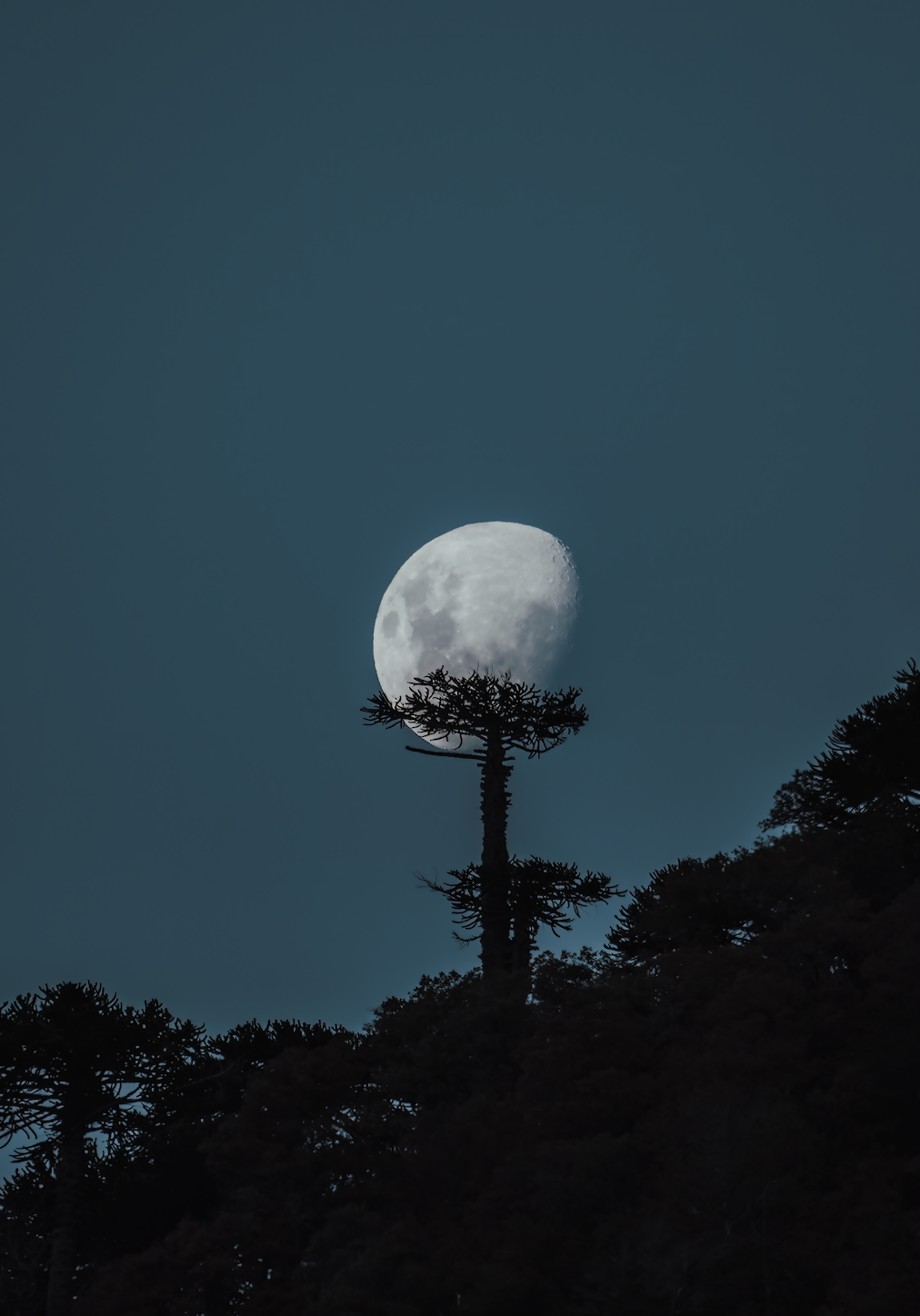 Moon and Araucaria