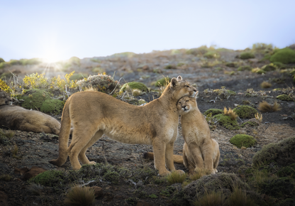 Pumas