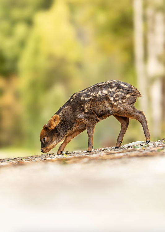 Pudú Juvenil