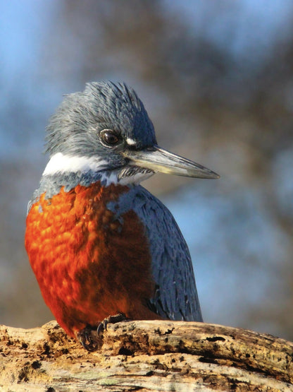 Kingfisher