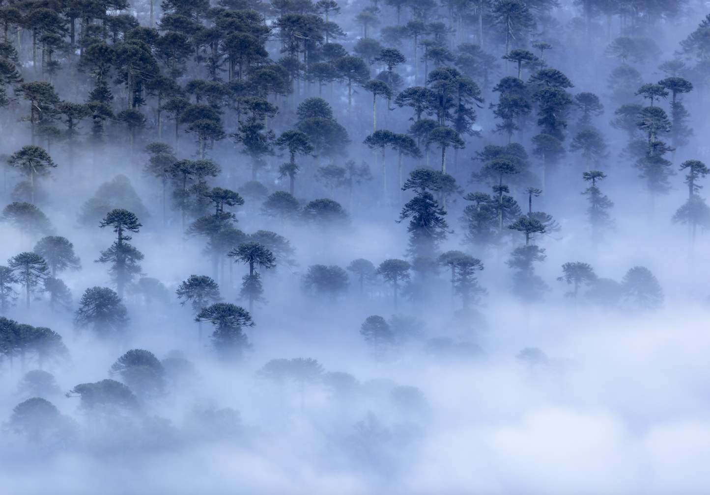 Niebla entre milenarias