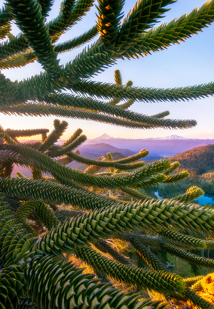 Amanecer de las Araucarias