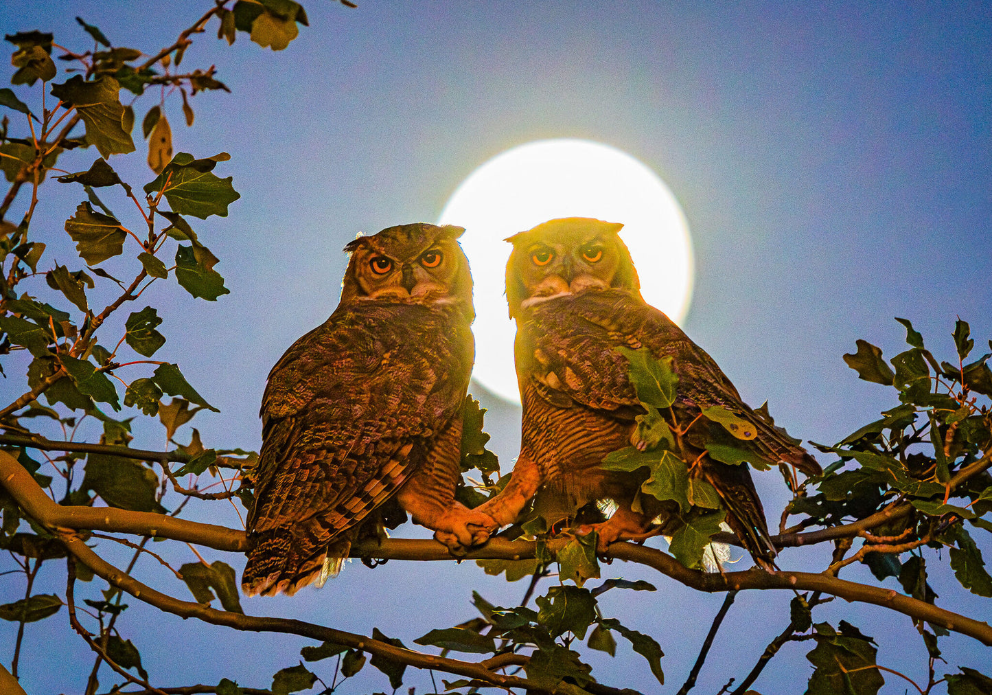 Amor bajo la luna.