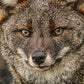 Chilote Fox