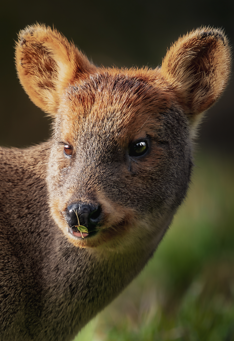 Retrato pudu