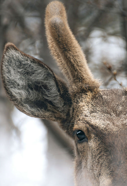 The Southernmost Deer in the World